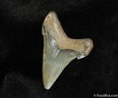 Angustiden Shark Tooth Fossil #193-2
